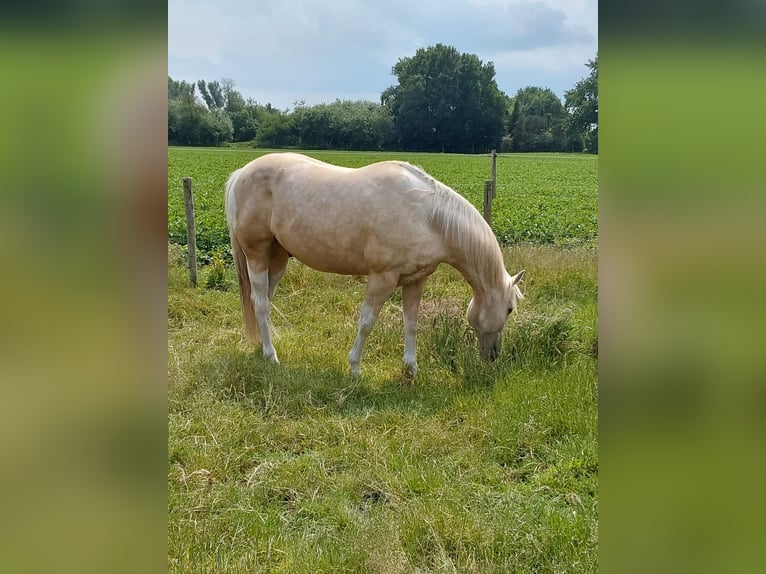 Paint Horse Wallach 6 Jahre in Haren