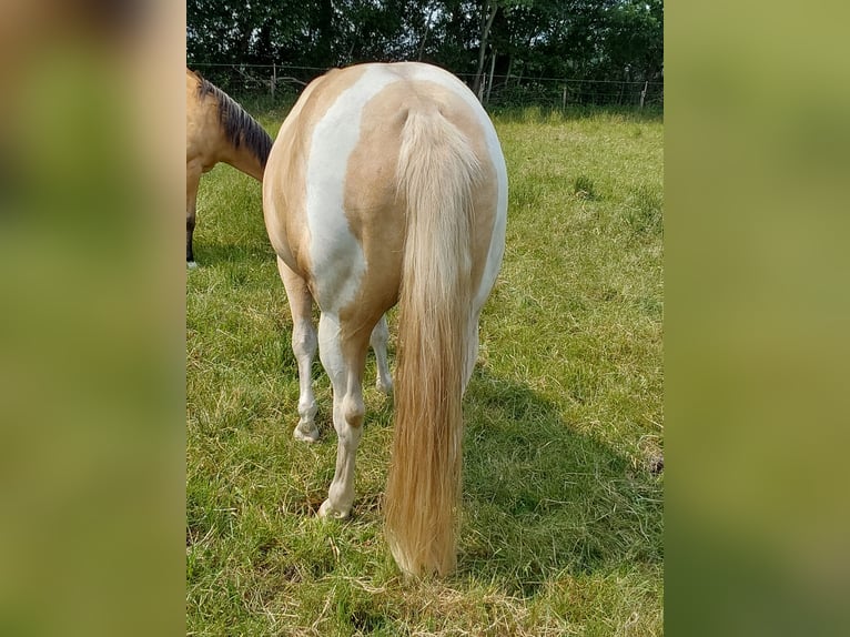 Paint Horse Wallach 6 Jahre in Haren