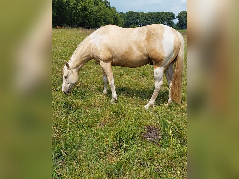 Paint Horse Wallach 6 Jahre in Haren