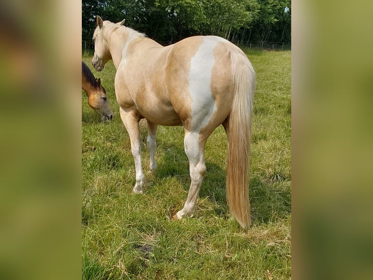 Paint Horse Wallach 6 Jahre in Haren