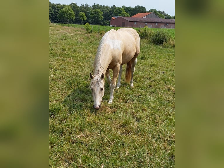 Paint Horse Wallach 6 Jahre in Haren
