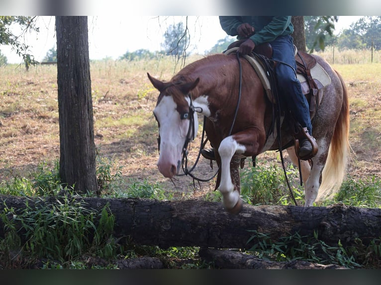 Paint Horse Wallach 7 Jahre 142 cm in Mount Vernon, TX