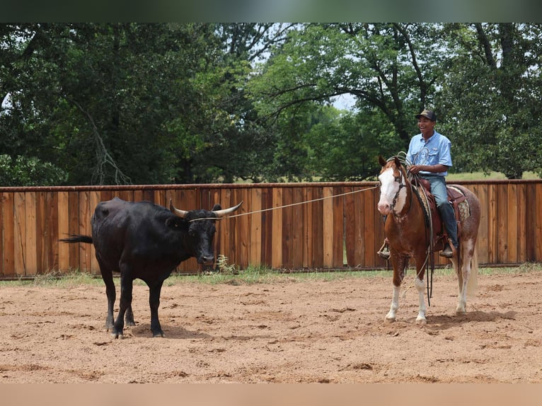 Paint Horse Wallach 7 Jahre 142 cm in Mount Vernon, TX