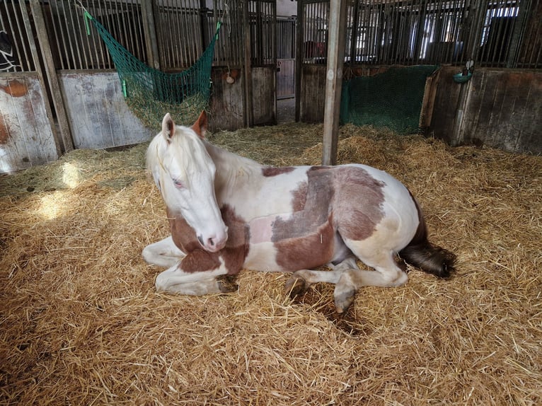 Paint Horse Wallach 7 Jahre 149 cm in Herrenberg