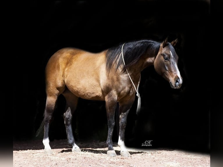 Paint Horse Wallach 7 Jahre 150 cm Falbe in Aguila, AZ