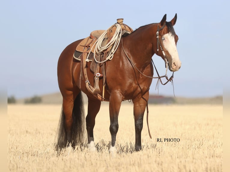 Paint Horse Wallach 7 Jahre 150 cm in Menan, ID