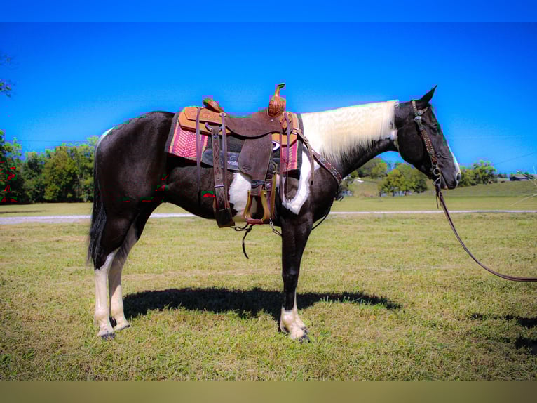 Paint Horse Wallach 7 Jahre 150 cm Rappe in FLEMINGSBURG, KY