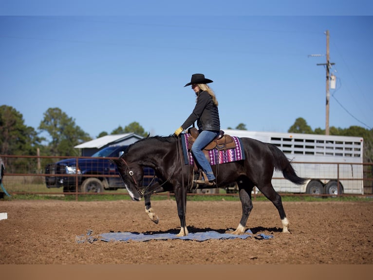 Paint Horse Wallach 7 Jahre 150 cm Rappe in Huntsville, TX