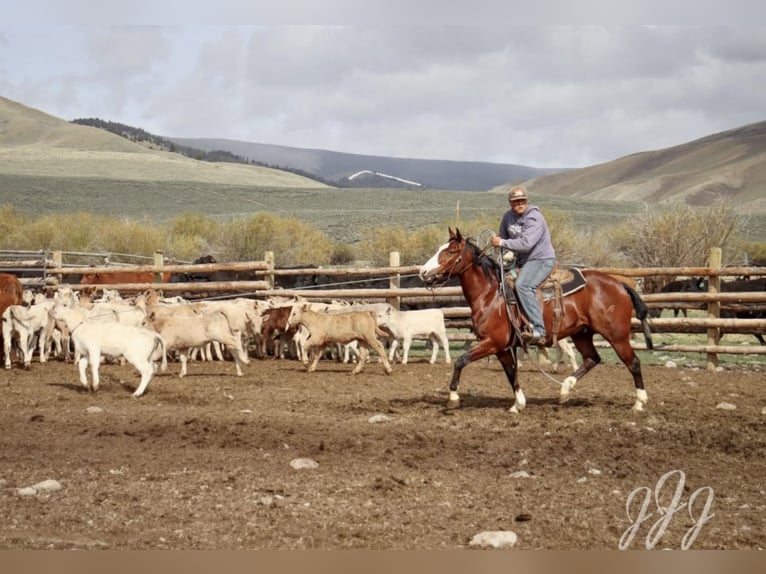 Paint Horse Wallach 7 Jahre 150 cm Rotbrauner in Menan, ID