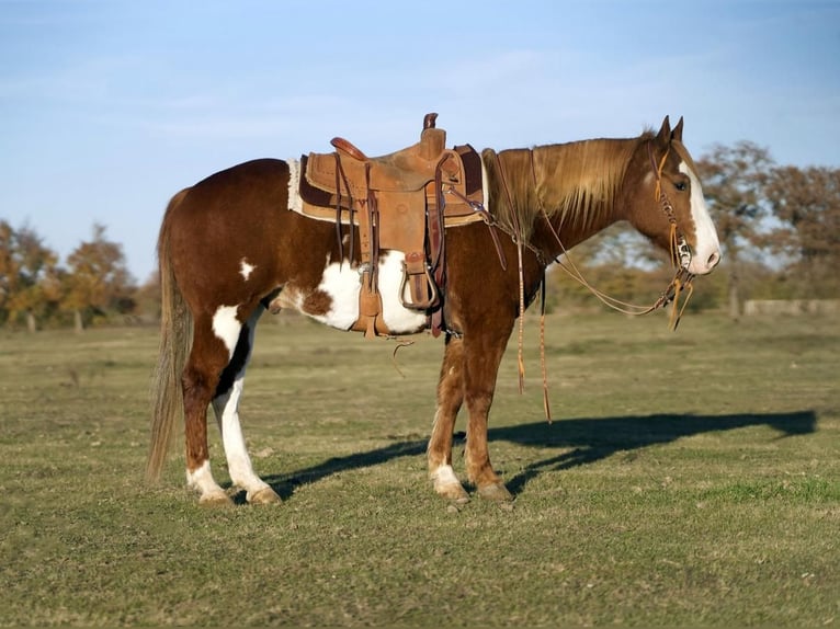 Paint Horse Wallach 7 Jahre 150 cm Rotfuchs in Kaufman
