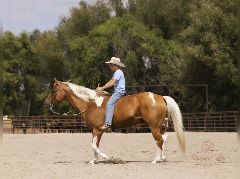 Paint Horse Wallach 7 Jahre 150 cm Schecke in Caldwell