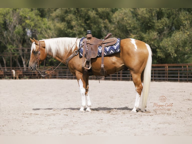 Paint Horse Wallach 7 Jahre 150 cm Schecke in Caldwell