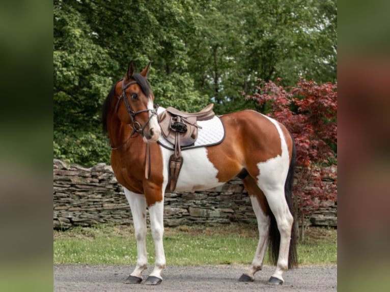 Paint Horse Wallach 7 Jahre 152 cm Dunkelfuchs in Dallas PA