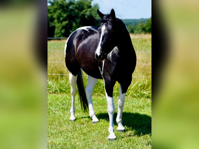 Paint Horse Wallach 7 Jahre 152 cm Rappe in Pleasant Hope, Mo. Paint Horse Wallach 7 Jahre 152 cm Rappe in Pleasant Hope, Mo.