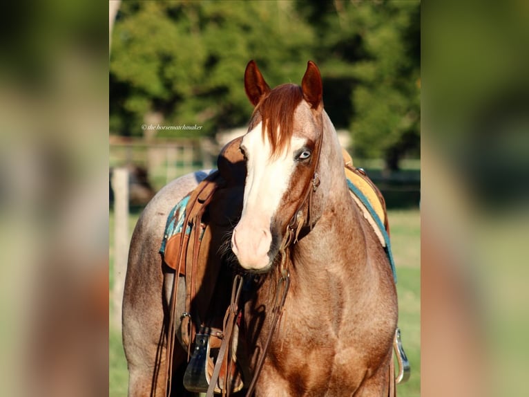 Paint Horse Wallach 7 Jahre 152 cm Roan-Red in Milsap TX