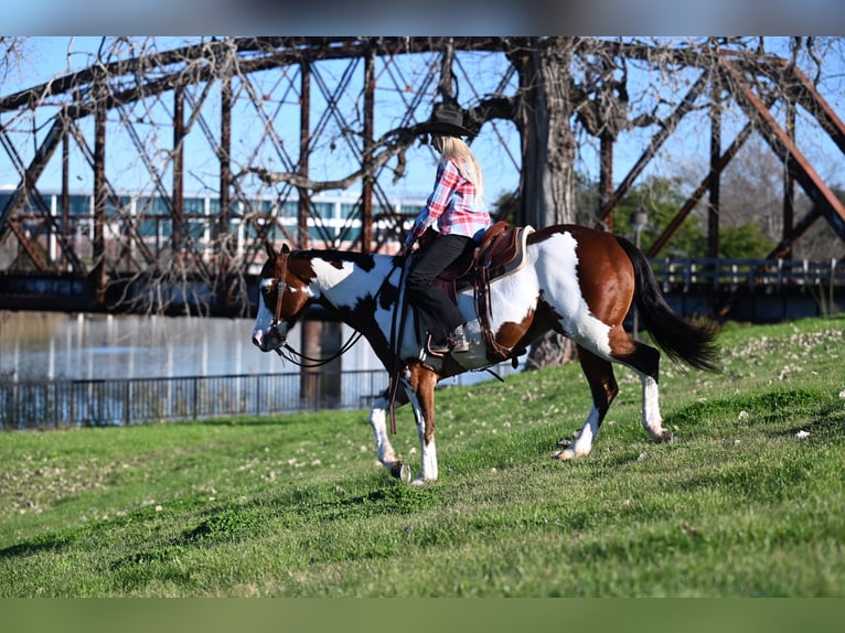 Paint Horse Wallach 7 Jahre 152 cm Rotbrauner in Waco, TX