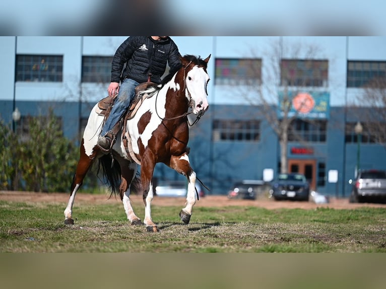 Paint Horse Wallach 7 Jahre 152 cm Rotbrauner in Waco, TX