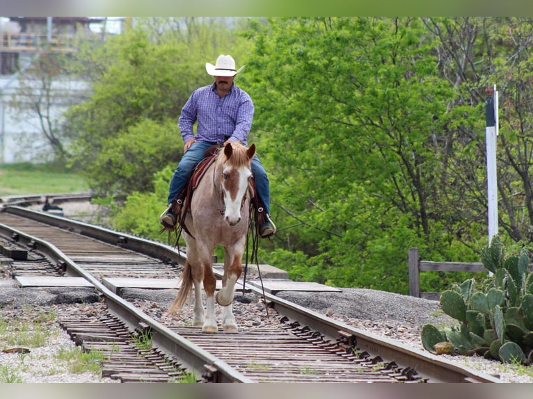 Paint Horse Wallach 7 Jahre 152 cm in Stephenville TX