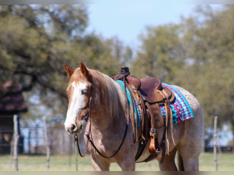 Paint Horse Wallach 7 Jahre 152 cm in Stephenville TX