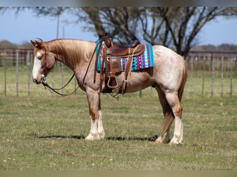 Paint Horse Wallach 7 Jahre 152 cm in Stephenville TX