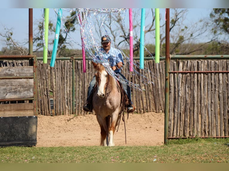 Paint Horse Wallach 7 Jahre 152 cm in Stephenville TX
