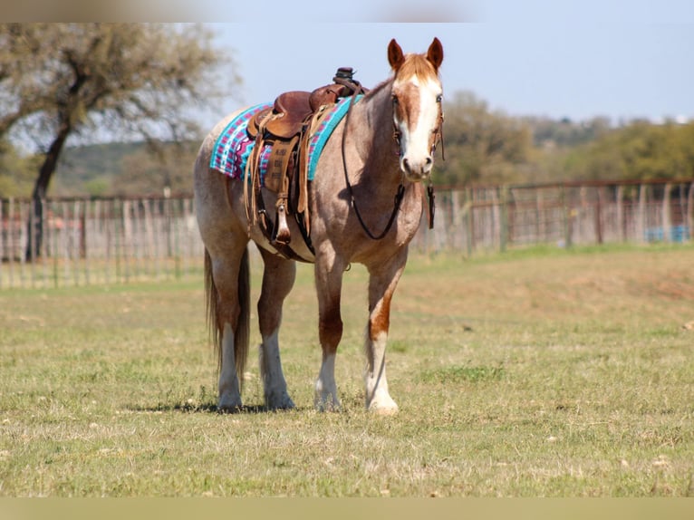 Paint Horse Wallach 7 Jahre 152 cm in Stephenville TX