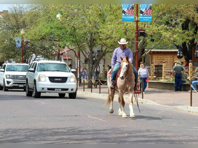 Paint Horse Wallach 7 Jahre 152 cm in Stephenville TX