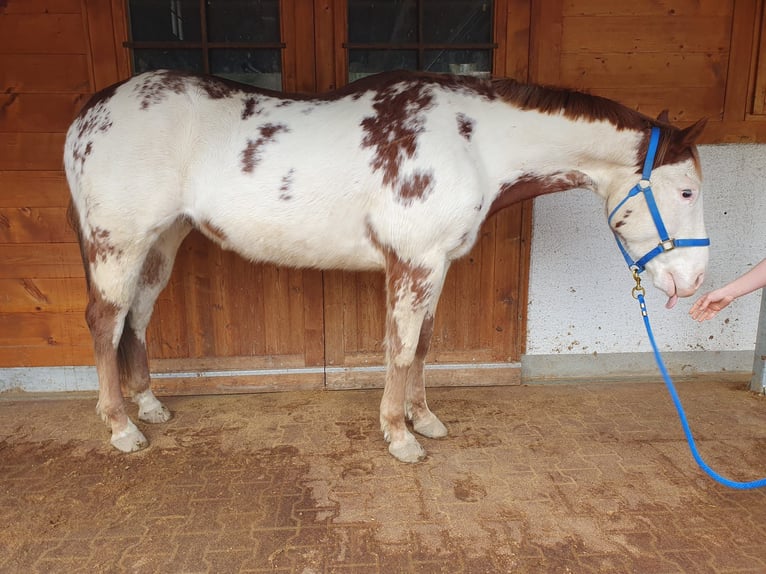 Paint Horse Wallach 7 Jahre 154 cm Overo-alle-Farben in Solothurn