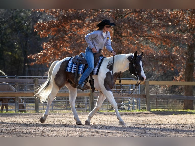 Paint Horse Wallach 7 Jahre 155 cm Roan-Bay in Terrell