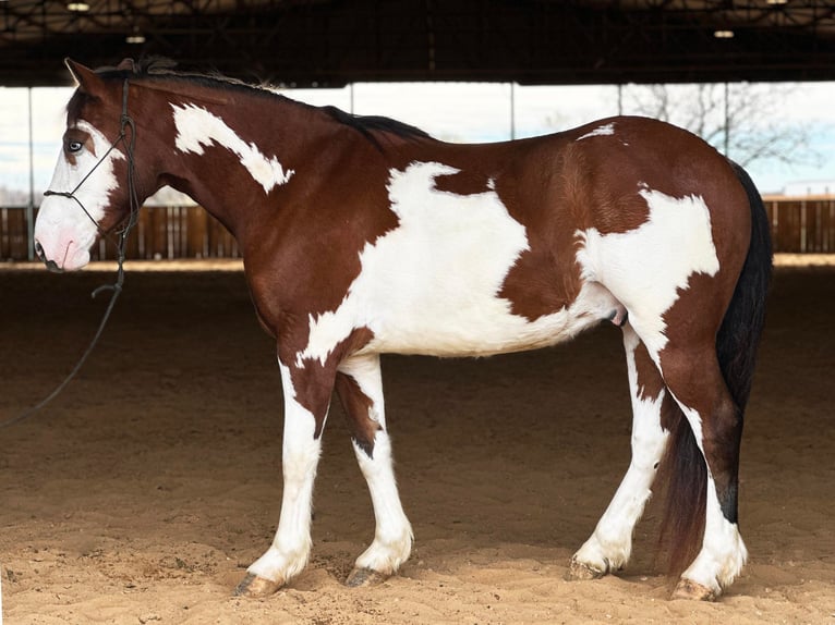 Paint Horse Wallach 7 Jahre 155 cm Tobiano-alle-Farben in Jacksboro TX