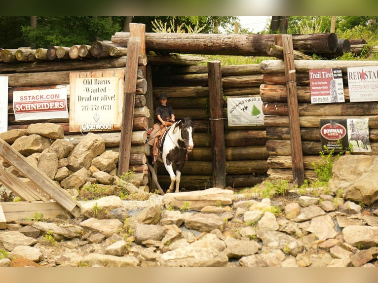 Paint Horse Wallach 7 Jahre 155 cm in Fresno, OH