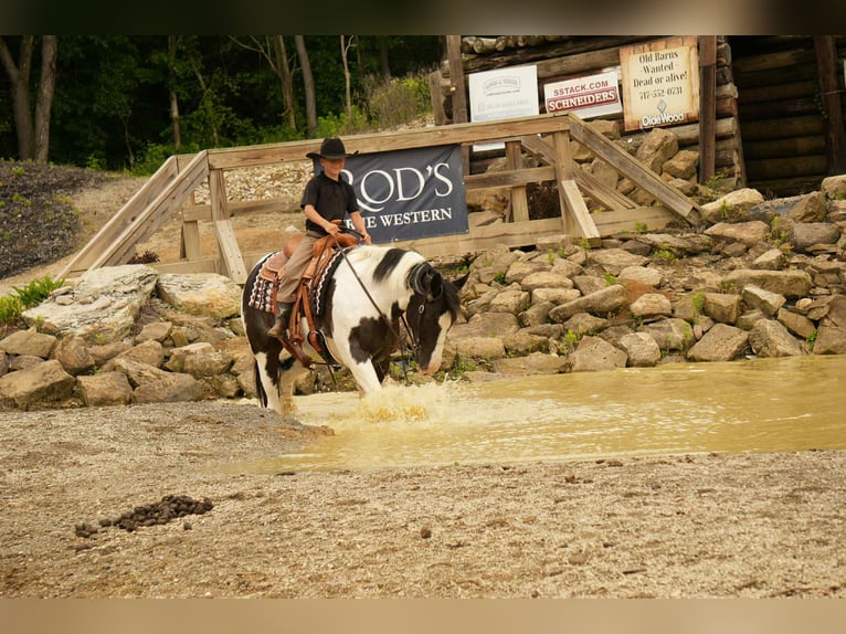 Paint Horse Wallach 7 Jahre 155 cm in Fresno, OH