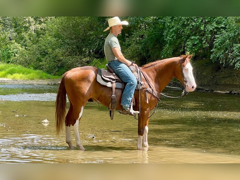 Paint Horse Wallach 7 Jahre 157 cm Rotfuchs in Lebanon