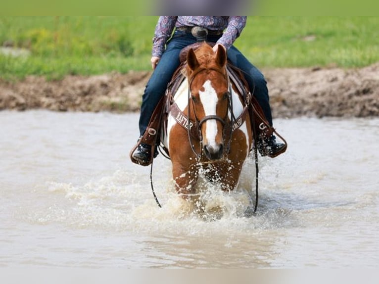 Paint Horse Wallach 7 Jahre 157 cm Tobiano-alle-Farben in Terrell, TX