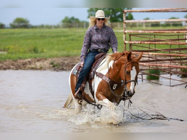 Paint Horse Wallach 7 Jahre 157 cm Tobiano-alle-Farben in Terrell, TX