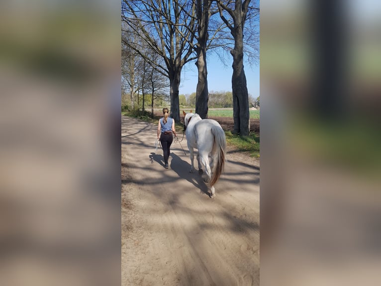 Paint Horse Wallach 7 Jahre 157 cm Tovero-alle-Farben in Breda