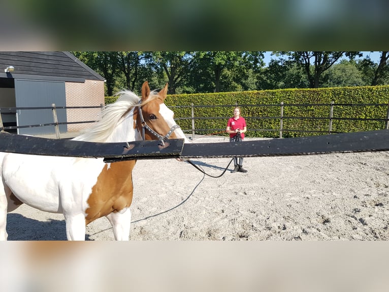 Paint Horse Wallach 7 Jahre 157 cm Tovero-alle-Farben in Breda