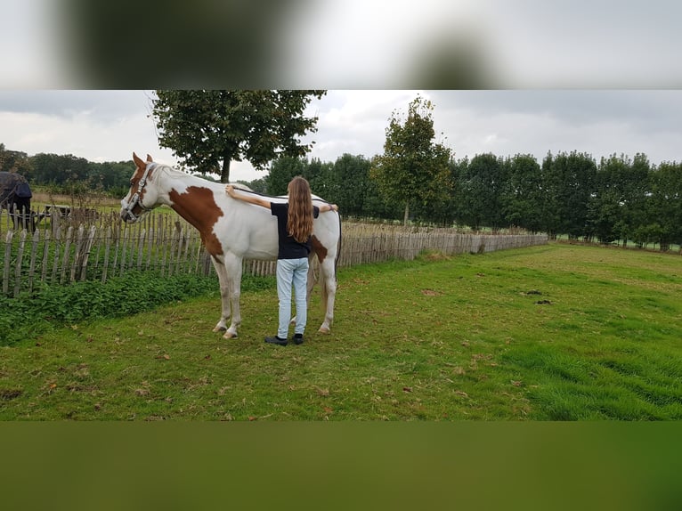 Paint Horse Wallach 7 Jahre 157 cm Tovero-alle-Farben in Breda