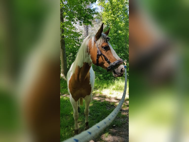 Paint Horse Wallach 7 Jahre 157 cm Tovero-alle-Farben in Breda