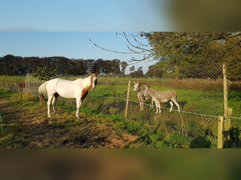 Paint Horse Wallach 7 Jahre 157 cm Tovero-alle-Farben in Breda