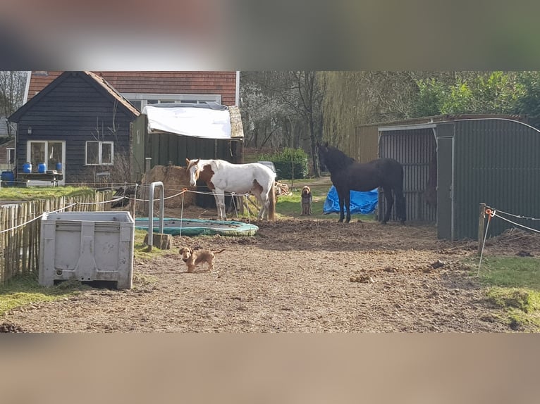 Paint Horse Wallach 7 Jahre 157 cm Tovero-alle-Farben in Breda