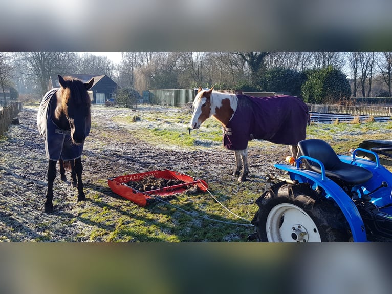 Paint Horse Wallach 7 Jahre 157 cm Tovero-alle-Farben in Breda