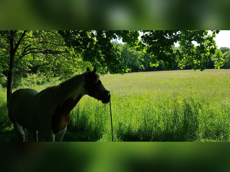 Paint Horse Wallach 7 Jahre 157 cm Tovero-alle-Farben in Breda