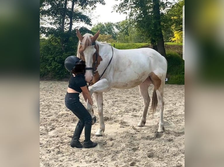 Paint Horse Wallach 7 Jahre 157 cm Tovero-alle-Farben in Breda