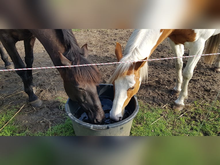 Paint Horse Wallach 7 Jahre 157 cm Tovero-alle-Farben in Breda