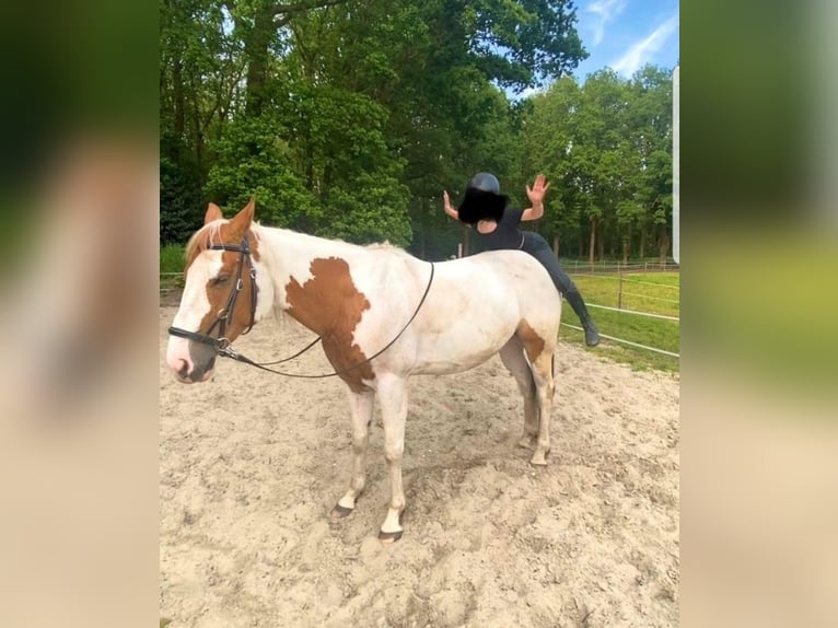 Paint Horse Wallach 7 Jahre 157 cm Tovero-alle-Farben in Breda