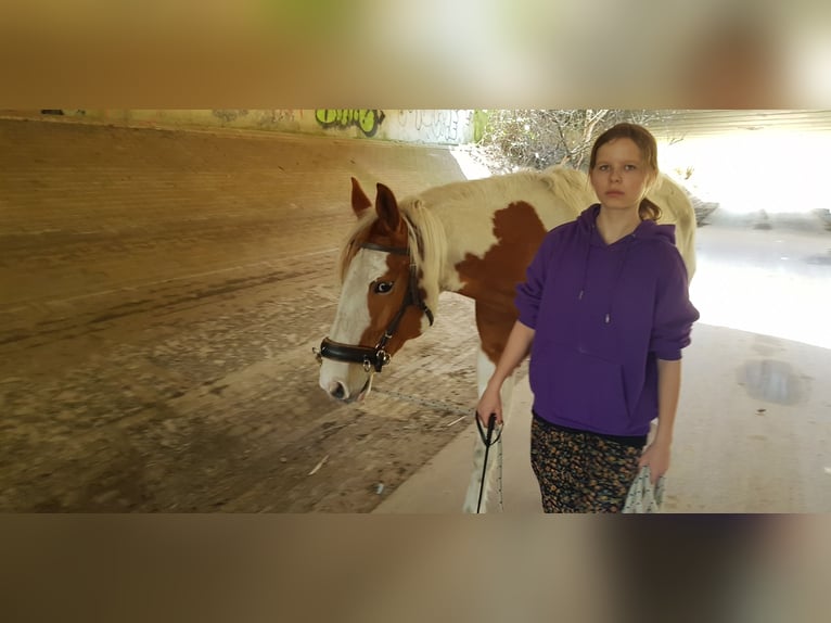 Paint Horse Wallach 7 Jahre 157 cm Tovero-alle-Farben in Breda