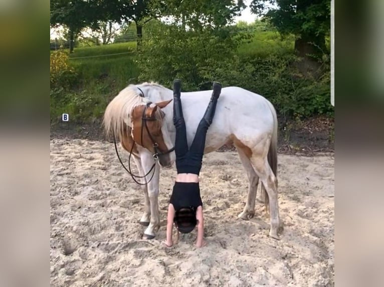 Paint Horse Wallach 7 Jahre 157 cm Tovero-alle-Farben in Breda