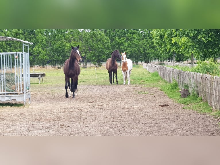 Paint Horse Wallach 7 Jahre 157 cm Tovero-alle-Farben in Breda