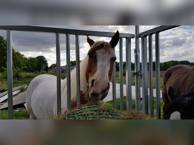 Paint Horse Wallach 7 Jahre 157 cm Tovero-alle-Farben in Breda